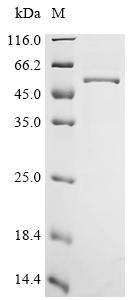 Recombinant Human Heparan-sulfate 6-O-sulfotransferase 1 (HS6ST1), partial