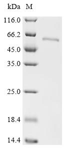 Recombinant Human Vitamin K-dependent protein C (PROC)