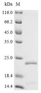 Recombinant Rat Aggrecan core protein (Acan), partial