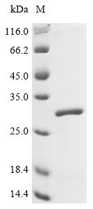 Recombinant Pig von Willebrand factor (VWF), partial