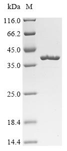 Recombinant Halalkalibacterium halodurans Agmatinase (speB)