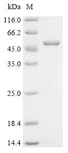 Recombinant Mouse Tripartite motif-containing protein 54 (Trim54)