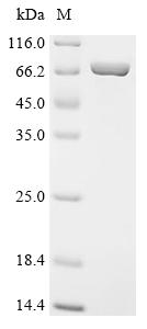 Recombinant Human Apoptosis-associated speck-like protein containing a CARD(PYCARD), Biotinylated