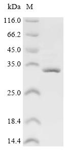 Recombinant Escherichia coli K88 fimbrial protein AC (faeG)