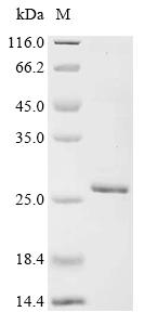 Recombinant Severe acute respiratory syndrome coronavirus 2 Spike glycoprotein (S), partial