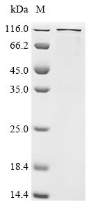 Recombinant Mouse Transcription regulator protein BACH1 (Bach1), Biotinylated