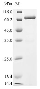 Recombinant Mouse Cell surface glycoprotein CD200 receptor 1 (Cd200r1), partial, Biotinylated