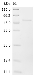 Recombinant Arabidopsis thaliana Transcription factor VIP1 (VIP1)