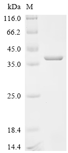 Recombinant Neurospora crassa Probable vesicular-fusion protein sec17 homolog
