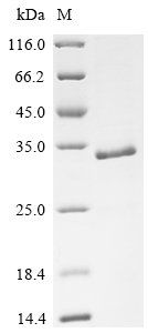 Recombinant Human Protein Wnt-5a (WNT5A), partial