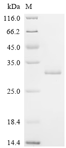 Recombinant Streptococcus sp. group G Immunoglobulin G-binding protein G (spg), partial