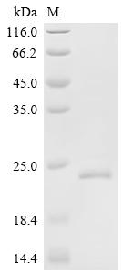 Recombinant Human Double homeobox protein 4 (DUX4), partial