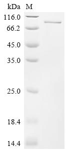 Recombinant Human Ras guanyl-releasing protein 3 (RASGRP3)