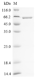 Recombinant Drosophila melanogaster Thioredoxin reductase 1, mitochondrial (Trxr1), partial
