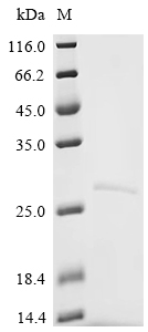 Recombinant Human Low affinity immunoglobulin gamma Fc region receptor II-a (FCGR2A), partial