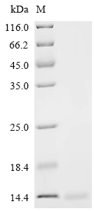 Recombinant Mouse Lymphocyte antigen 6E (Ly6e)