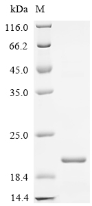 Recombinant Chicken Peptide YY-like (PYY)