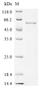 Recombinant Saccharomyces cerevisiae Saccharopepsin (PEP4)
