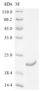 Recombinant Dog Parathyroid hormone/parathyroid hormone-related peptide receptor (PTH1R), partial
