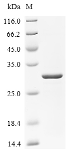 Recombinant Macaca fascicularis Parathyroid hormone/parathyroid hormone-related peptide receptor (PTH1R)), partial