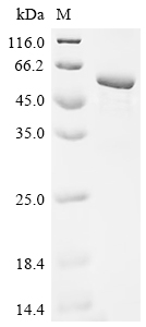 Recombinant Human Methyltransferase-like protein 17, mitochondrial (METTL17)