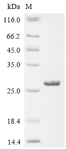 Recombinant Rat Matrilysin (Mmp7)