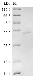 Recombinant Macrovipera lebetina Chymotrypsin-like protease VLCTLP
