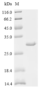 Recombinant Pig Parathyroid hormone/parathyroid hormone-related peptide receptor (PTH1R), partial