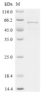 Recombinant Human Atrial natriuretic peptide receptor 3 (NPR3), partial