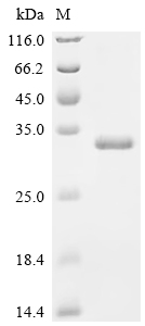 Recombinant Human Egl nine homolog 3 (EGLN3)