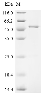Recombinant Human Peroxisome proliferator-activated receptor delta (PPARD), partial