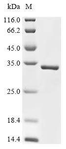 Recombinant Agrobacterium tumefaciens Single-strand DNA-binding protein (virE2), partial