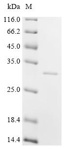 Recombinant Pig Coagulation factor V (F5), partial
