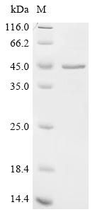 Recombinant Pig Coagulation factor VIII (F8), partial