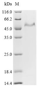 Recombinant Human Prolow-density lipoprotein receptor-related protein 1 (LRP1), partial
