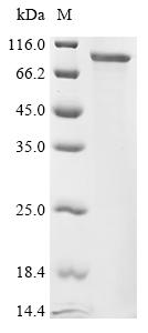 Recombinant Mouse Voltage-dependent L-type calcium channel subunit alpha-1D (Cacna1d), partial
