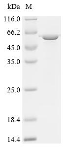Recombinant Mouse BPI fold-containing family B member 1 (Bpifb1)