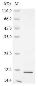 Recombinant Mouse NELL2-interacting cell ontogeny regulator 1 (Nicol1)