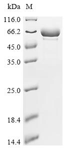 Recombinant Streptococcus agalactiae Chaperonin GroEL (groEL)