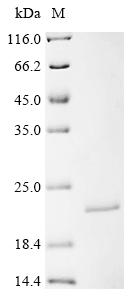 Recombinant Mouse Cystatin-12 (Cst12)