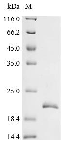 Recombinant Mouse Cystatin-14 (Cst14)