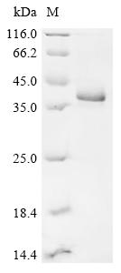 Recombinant Rat Complement C1q and TNF related 3 (C1qtnf3)
