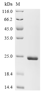 Recombinant Pig NKG2-D type II integral membrane protein (KLRK1), partial