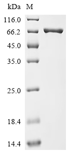 Recombinant Mouse Na (+)/H (+) exchange regulatory cofactor NHE-RF3 (Pdzk1)