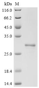 Recombinant Rat Matrilysin (Mmp7)