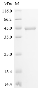 Recombinant Human Serine/threonine-protein kinase pim-2 (PIM2)