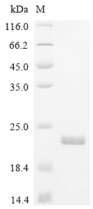 Recombinant Zea mays Profilin-1 (PRO1)
