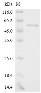 Recombinant Trypanothione reductase (TPR)