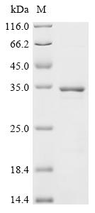 Recombinant Human Egl nine homolog 3 (EGLN3)