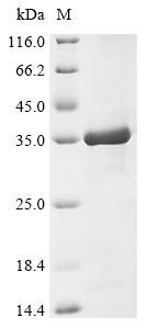 Recombinant Human Endoplasmic reticulum-Golgi intermediate compartment protein 2 (ERGIC2), partial